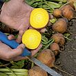 Beetroot Seeds