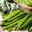 Broad Beans