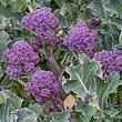 Broccoli Seeds