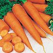 Carrot Seed