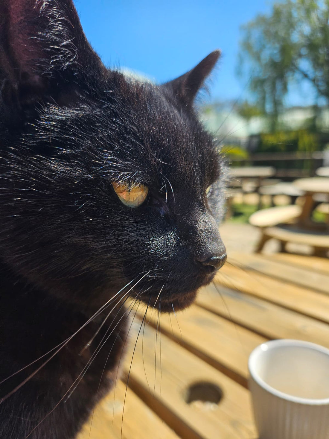 My Garden Centre, My Rules: A Year in the Life of Woodmeadow's Most Important Resident