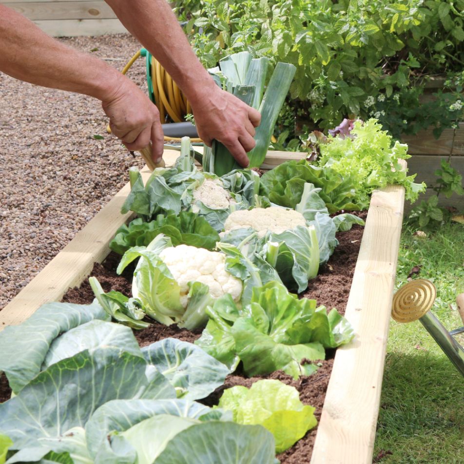 Narrow Sleeper Raised Bed