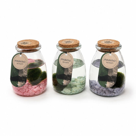 Marimo Moss Ball In A 9cm Jar Houseplant (LIVE CHOICE)