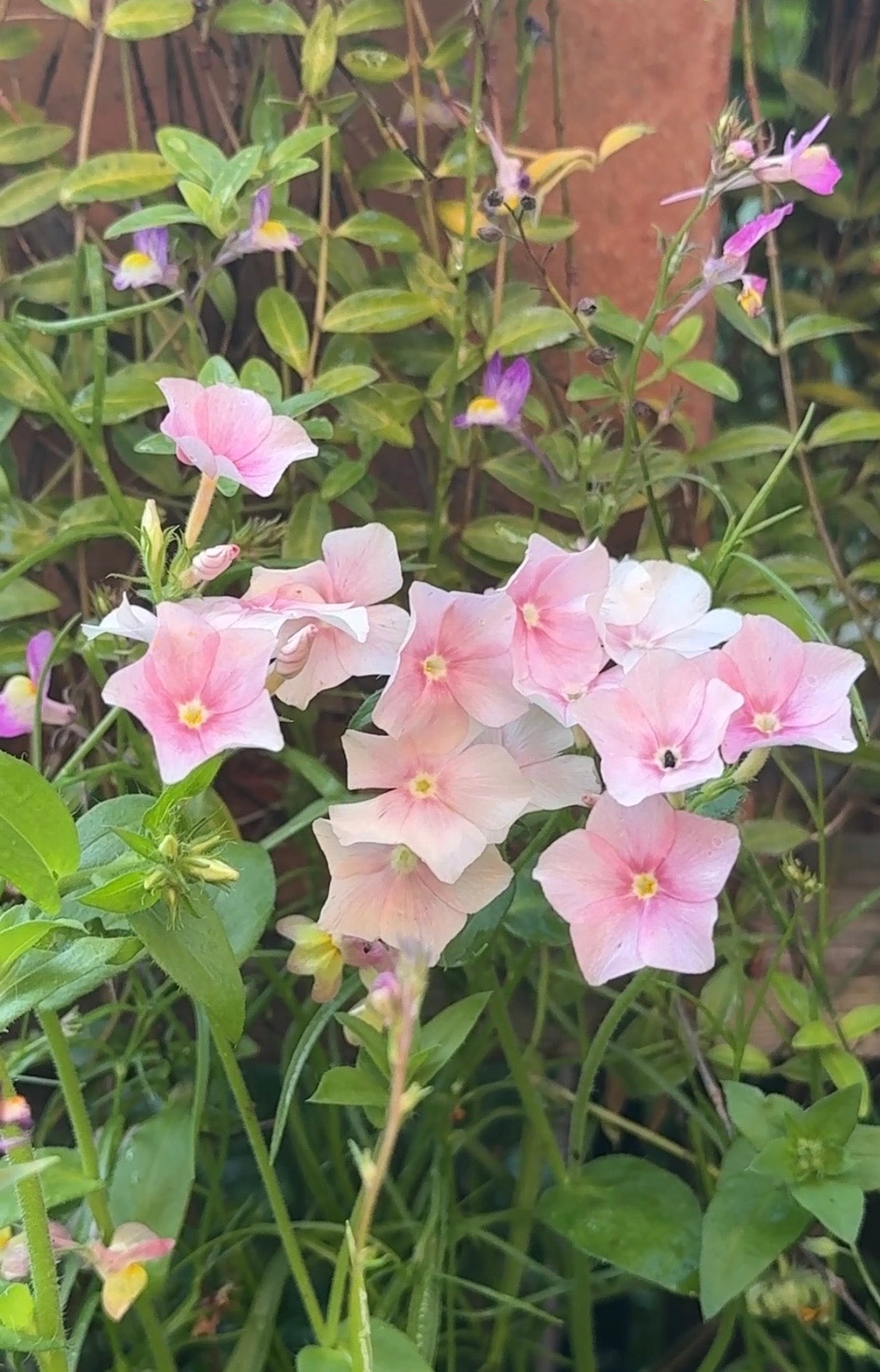 Phlox Blushing Bride