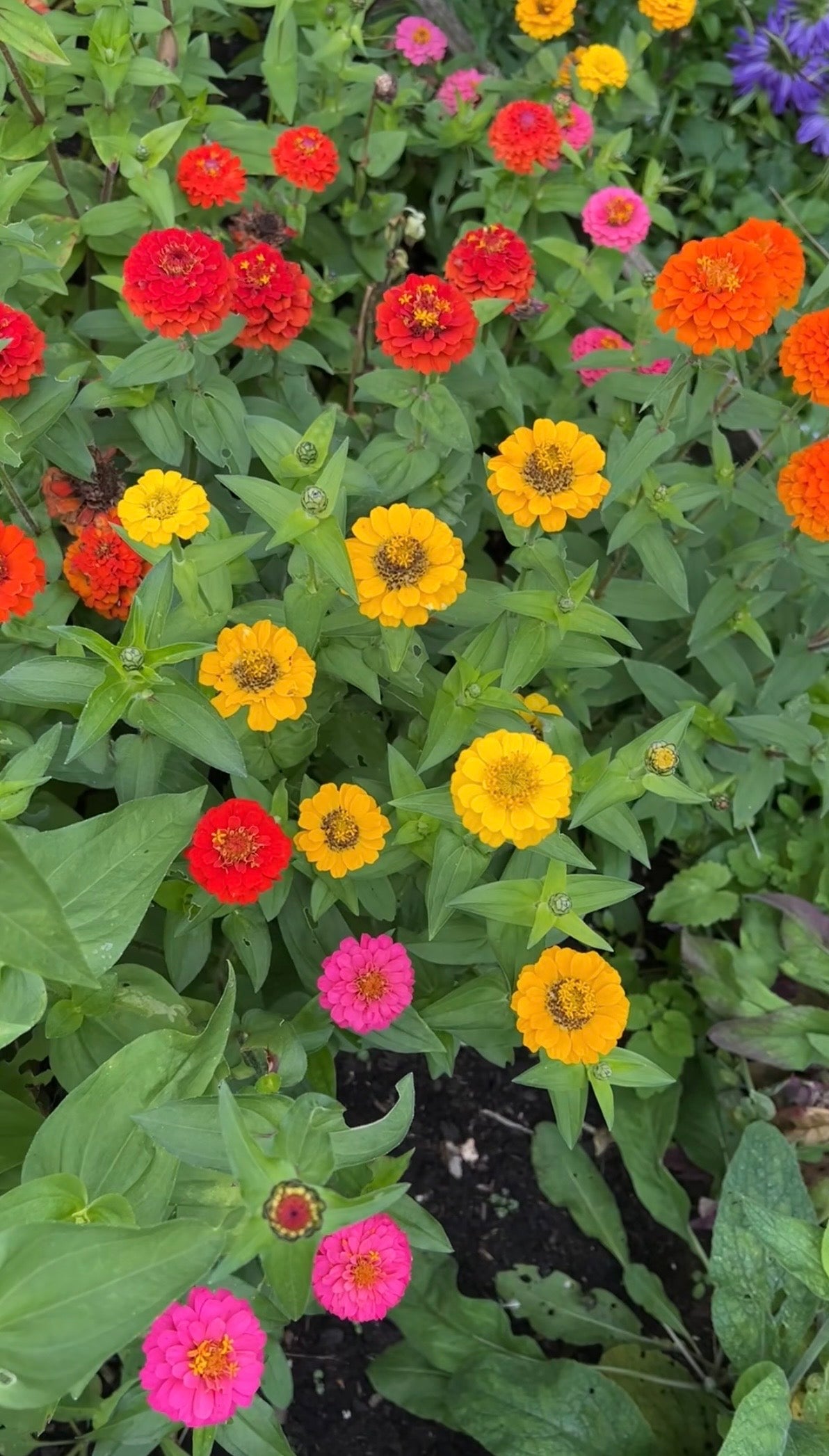 Zinnia Lilliput Mix