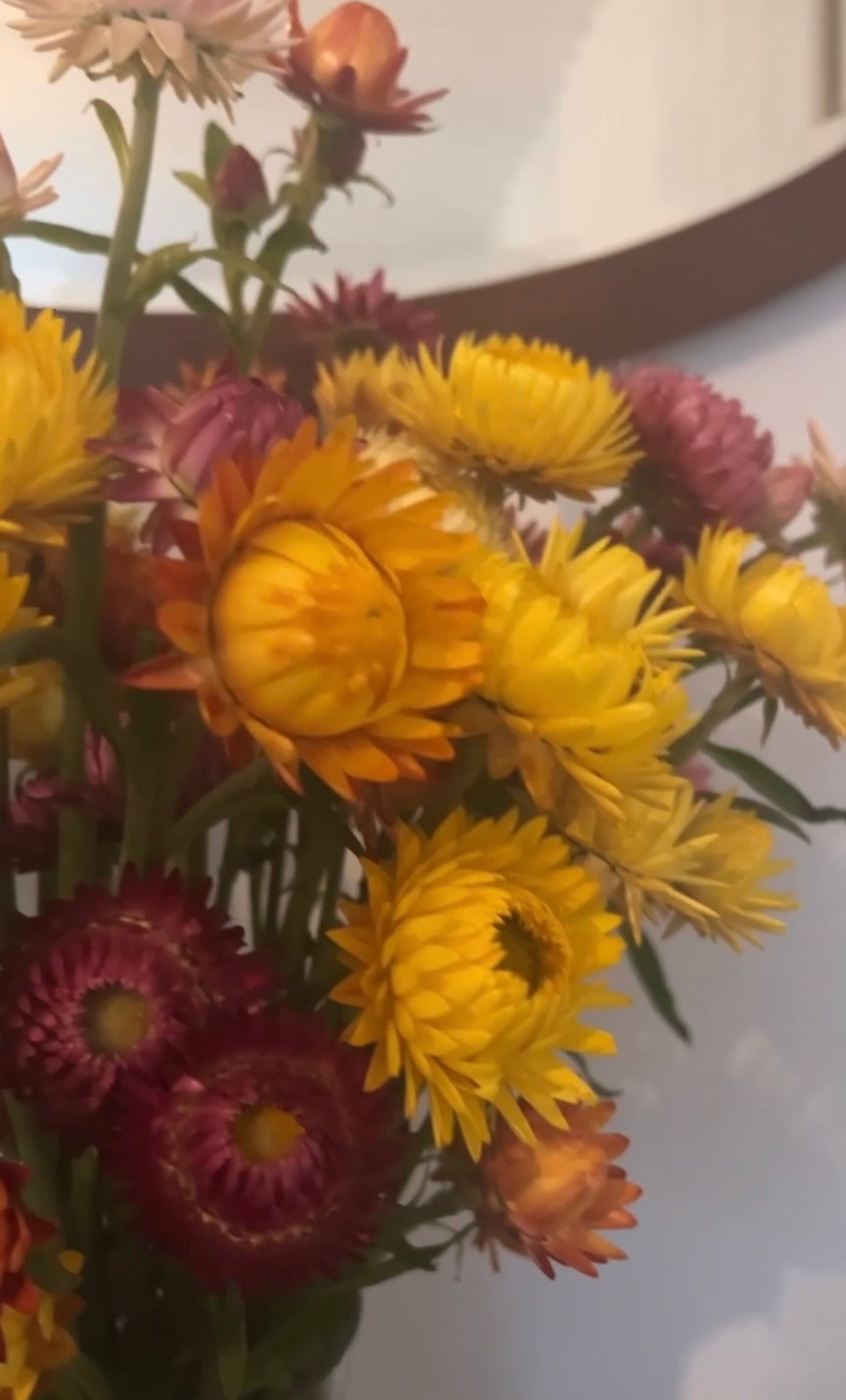 Strawflower Helichrysum Swiss Giant Mix