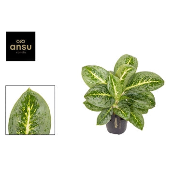 Aglaonema Lemon Mint 12cm Houseplant