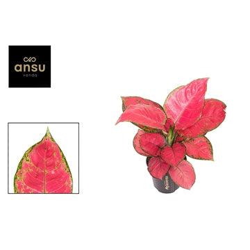 Aglaonema Red Joy 12cm Houseplant