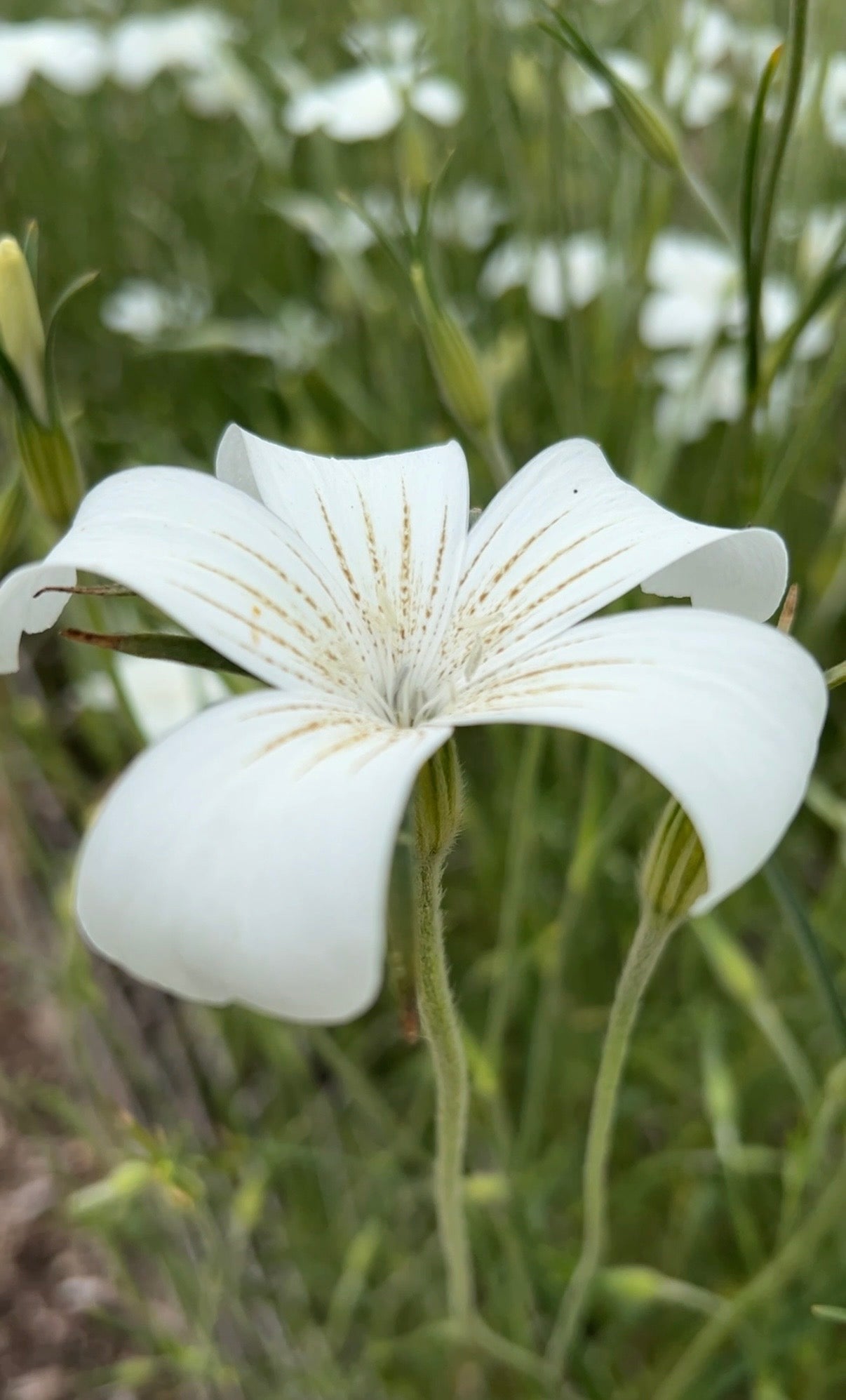 Corncockle Bianca