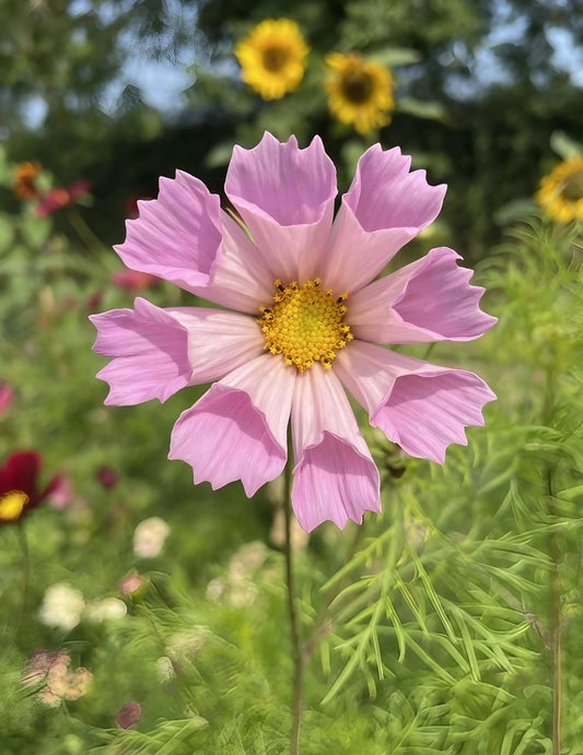 Cosmos Seashells Mixed