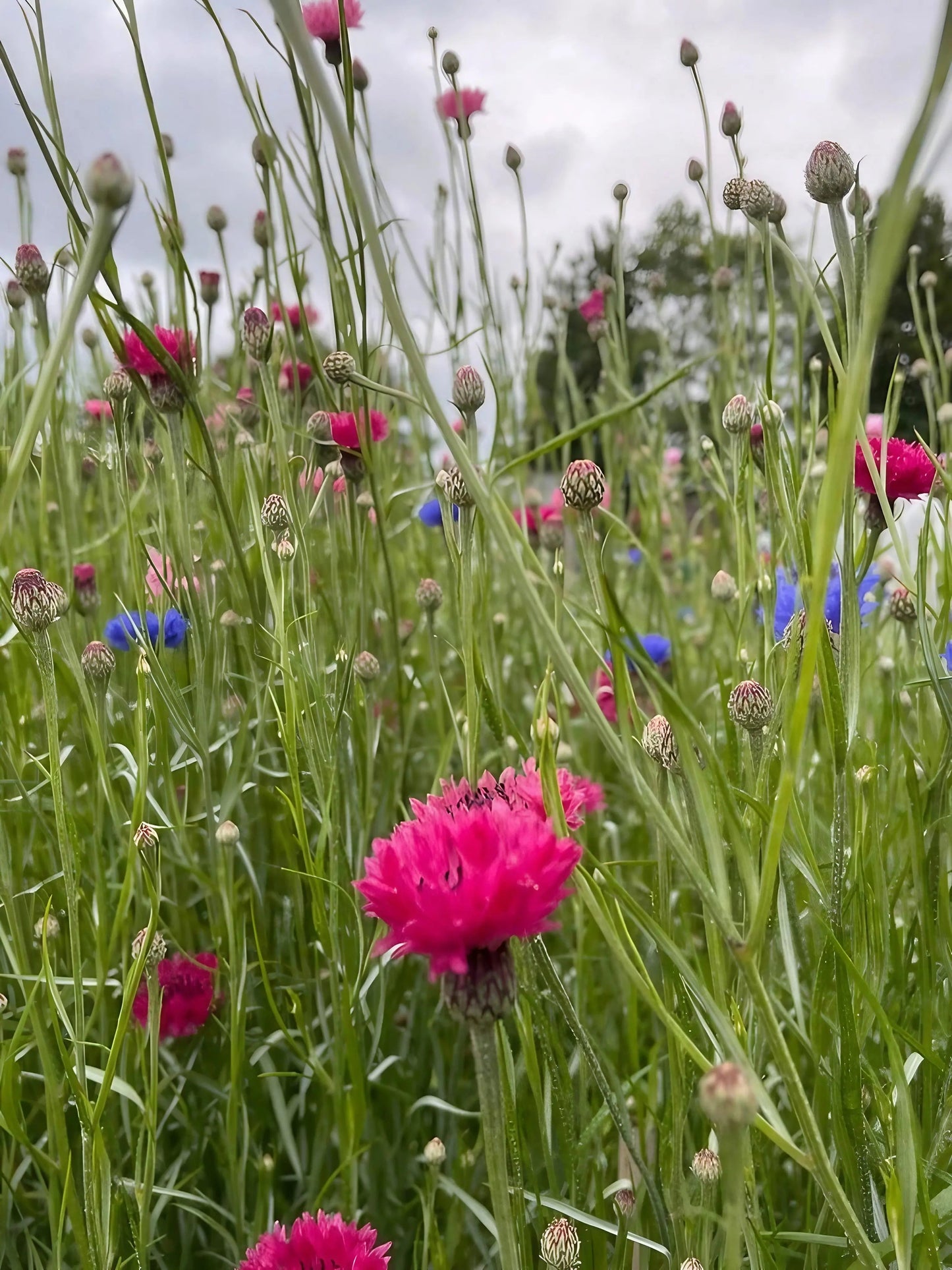Cornflower Red Boy