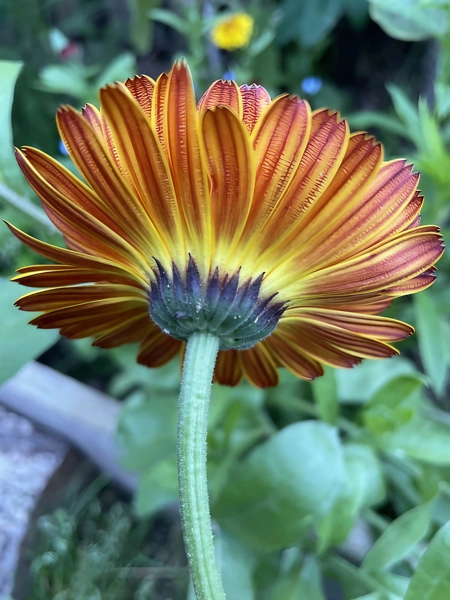 Calendula Touch of Red