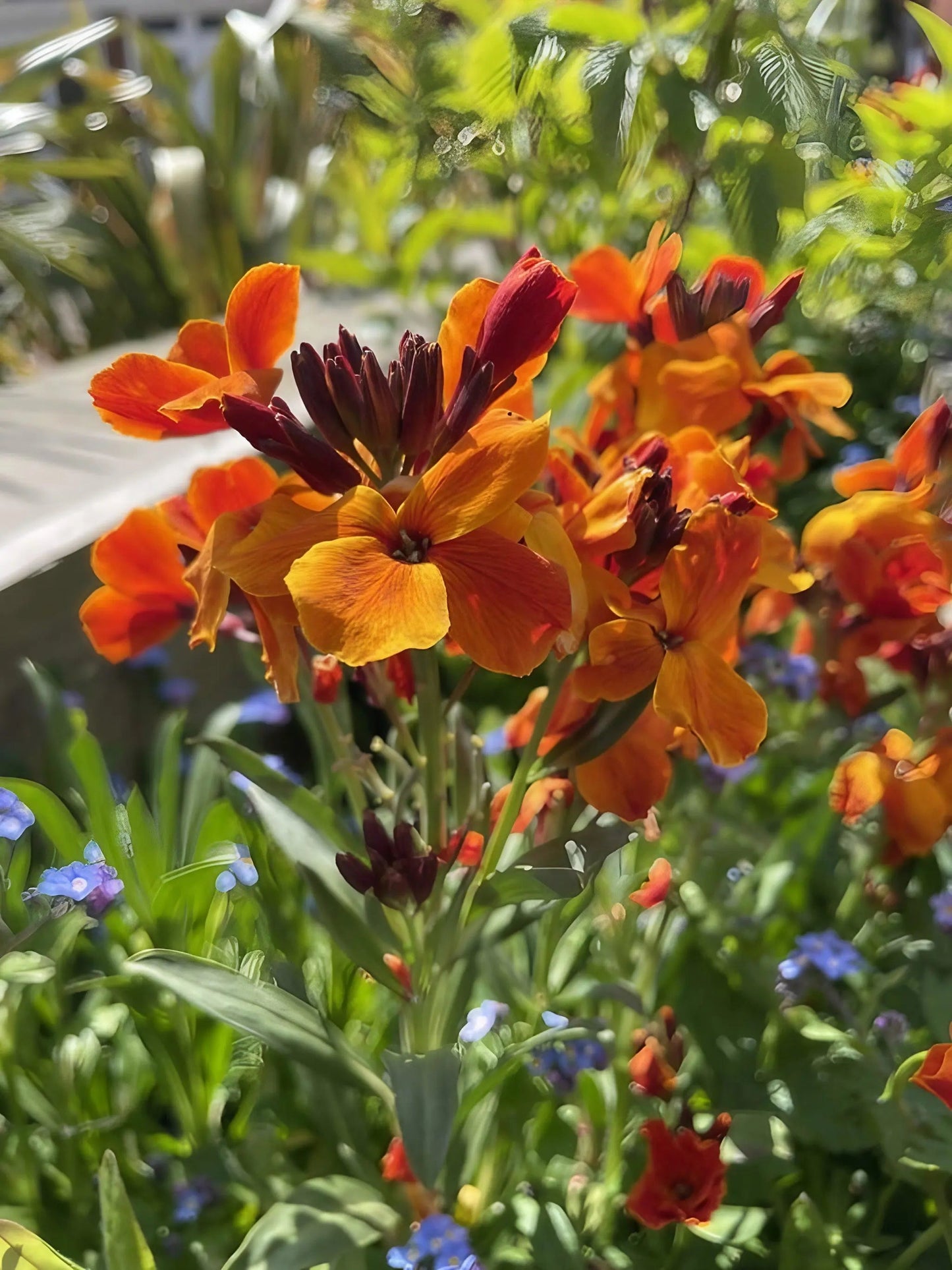 Wallflower Fire King