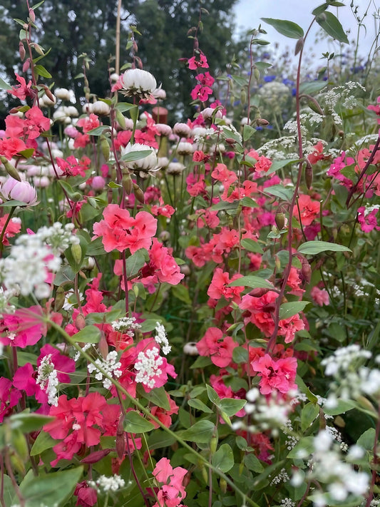 Clarkia Crown Double Mix