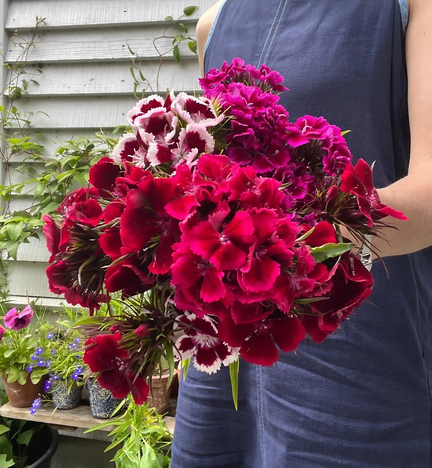 Sweet William Indian Carpet Mixed
