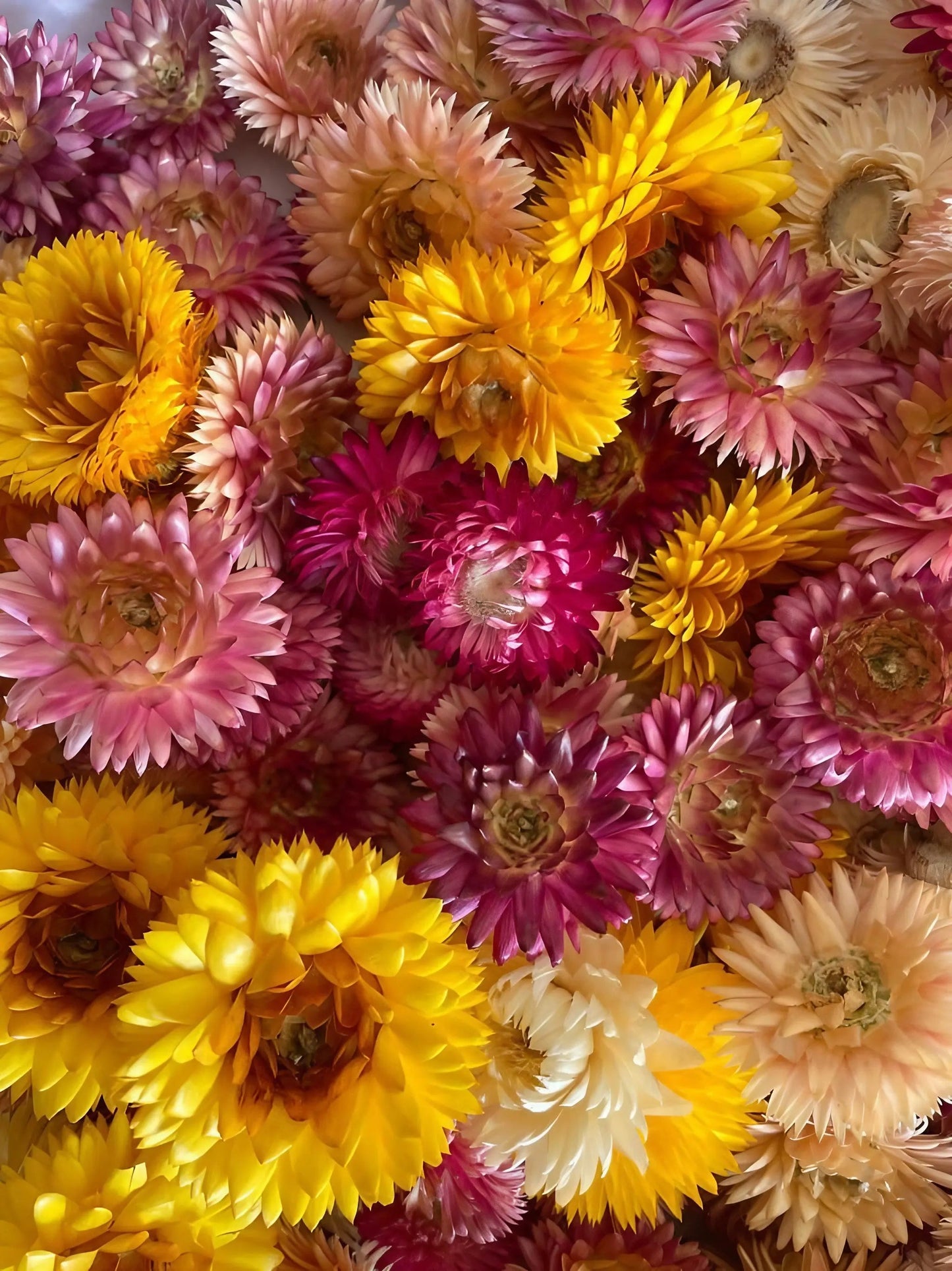 Strawflower Helichrysum Swiss Giant Mix