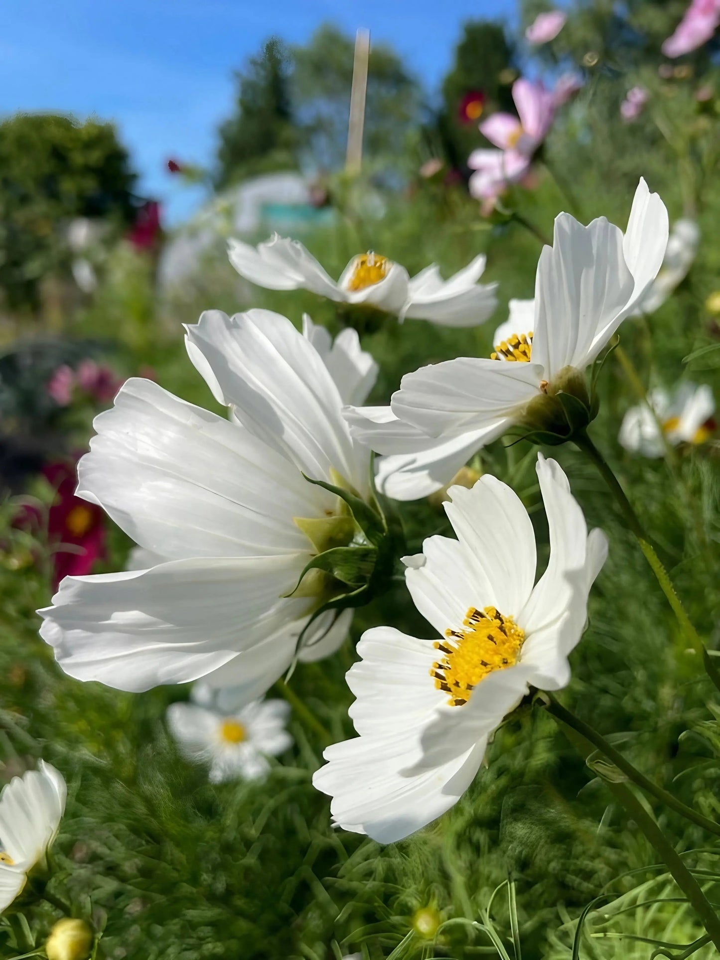 Cosmos Purity