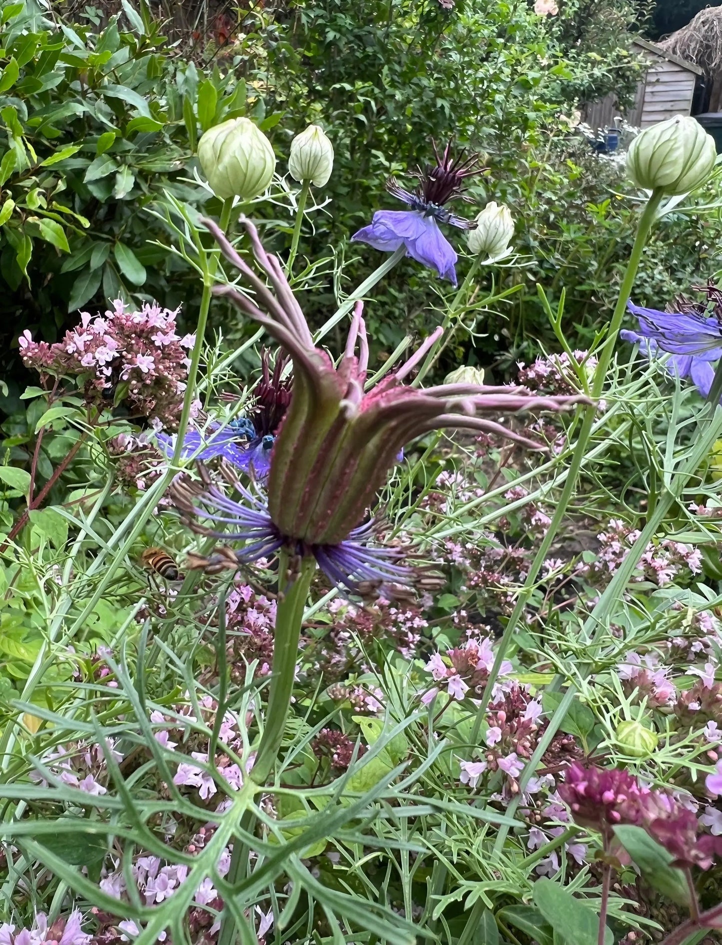 Nigella hispanica