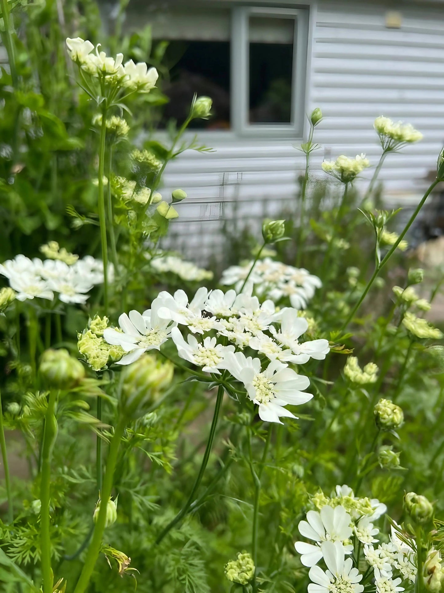 Orlaya Grandiflora