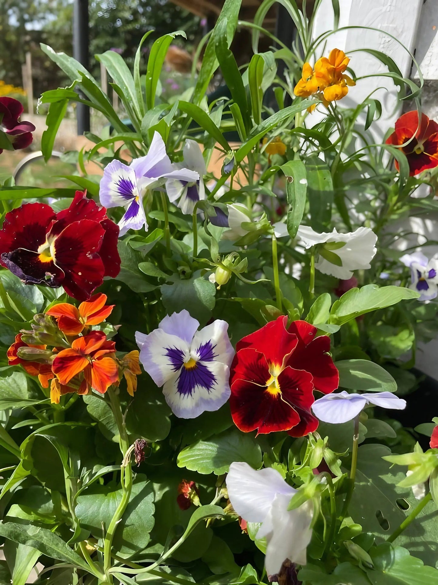 Viola Cornuta Large Flower Mix
