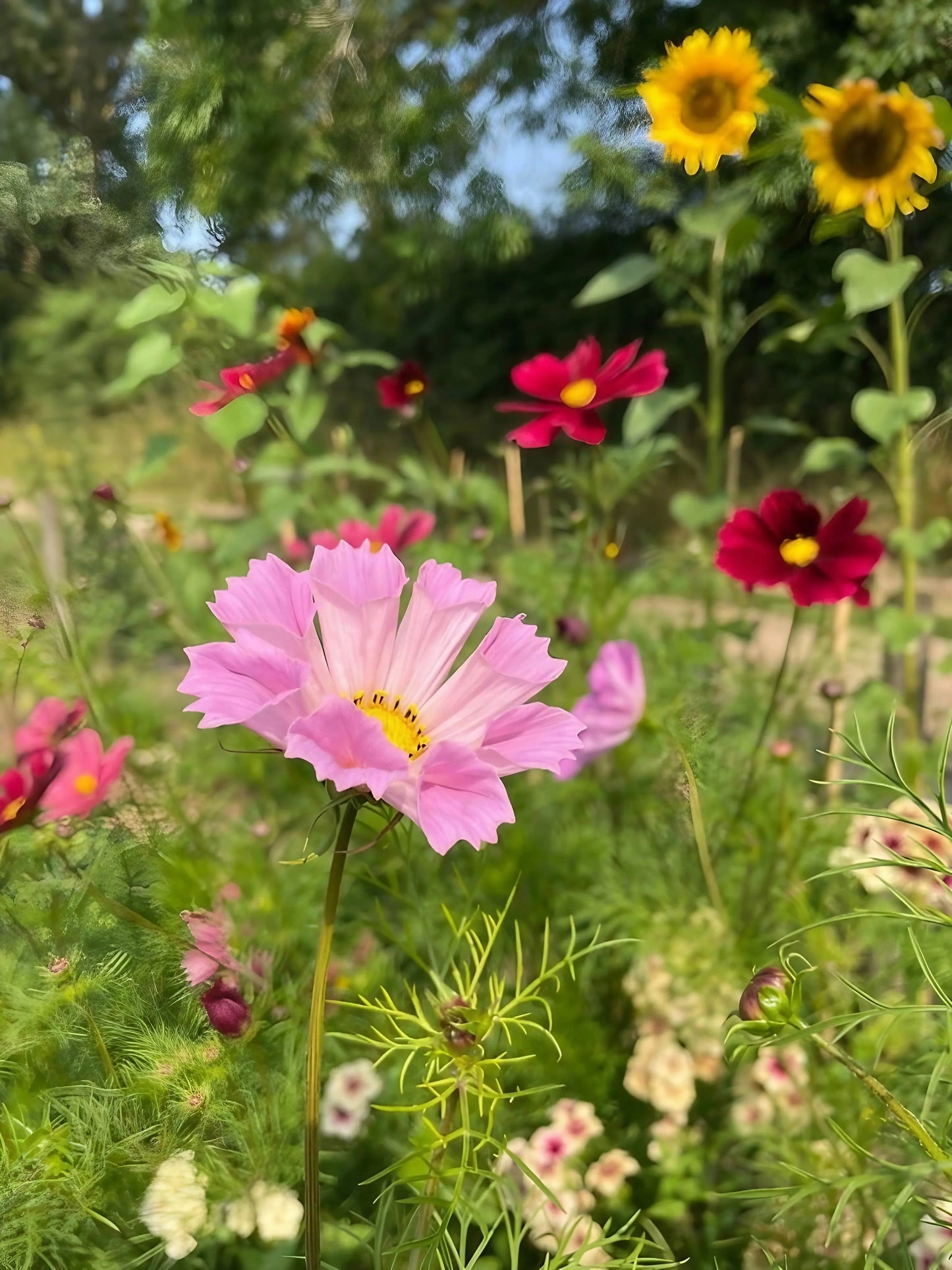Cosmos Seashells Mixed