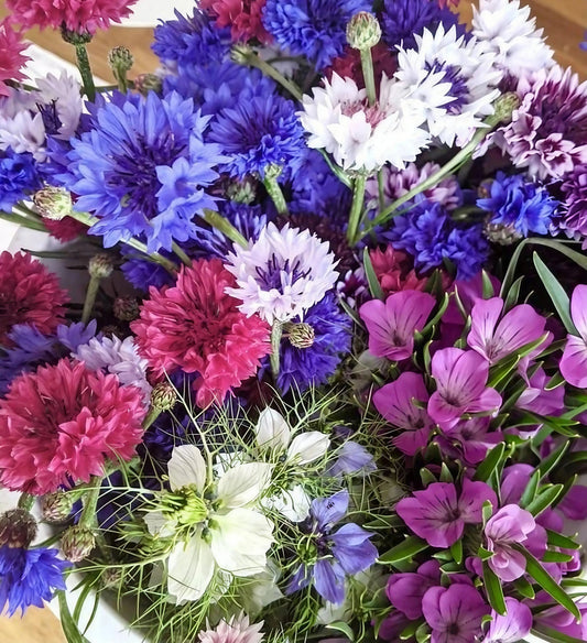Cornflower Polka Dot Mixed