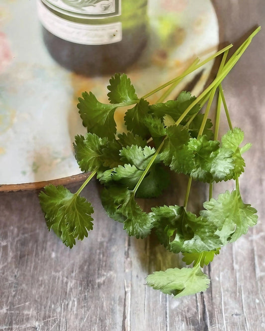 Coriander