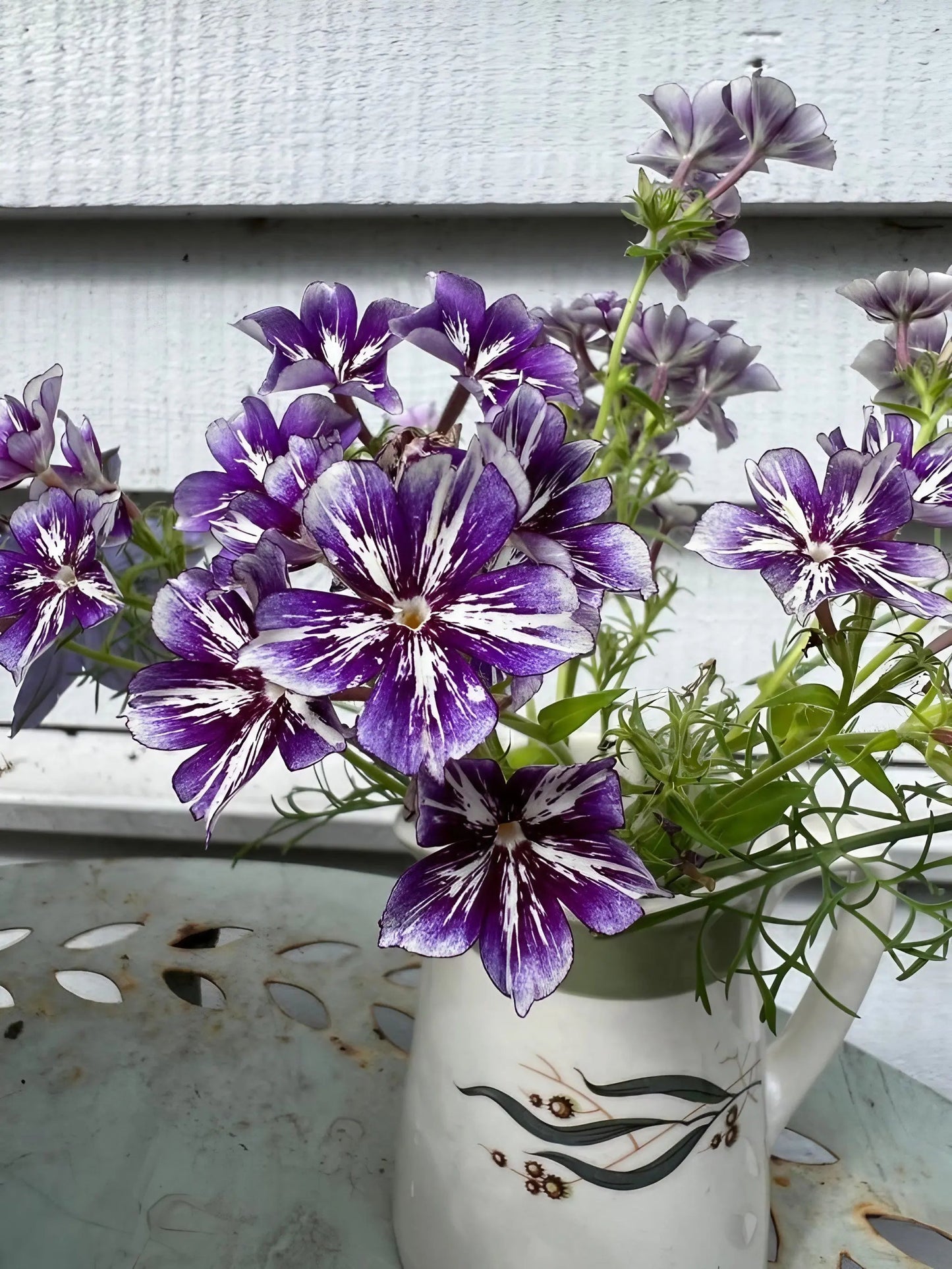 Phlox Sugar Stars