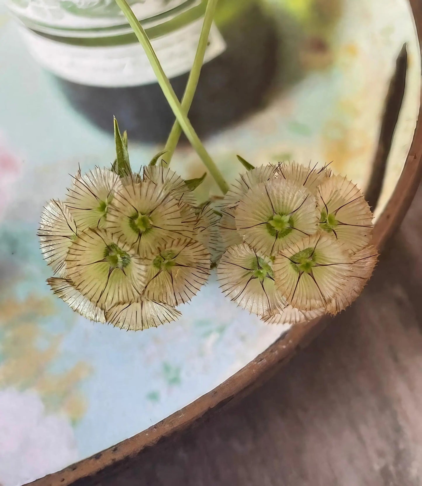 Scabiosa 'Drumstick'