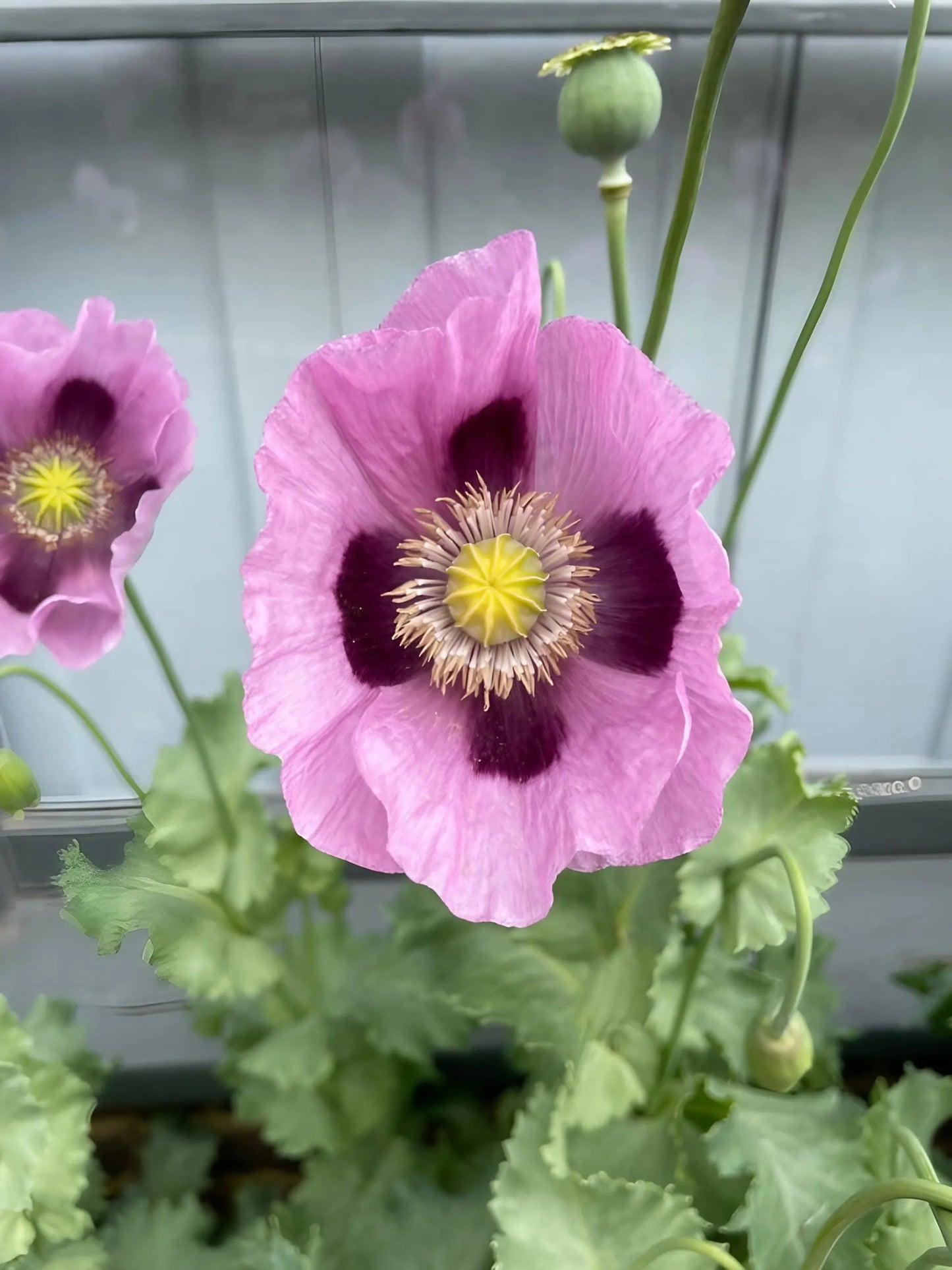 Poppy Hungarian Blue