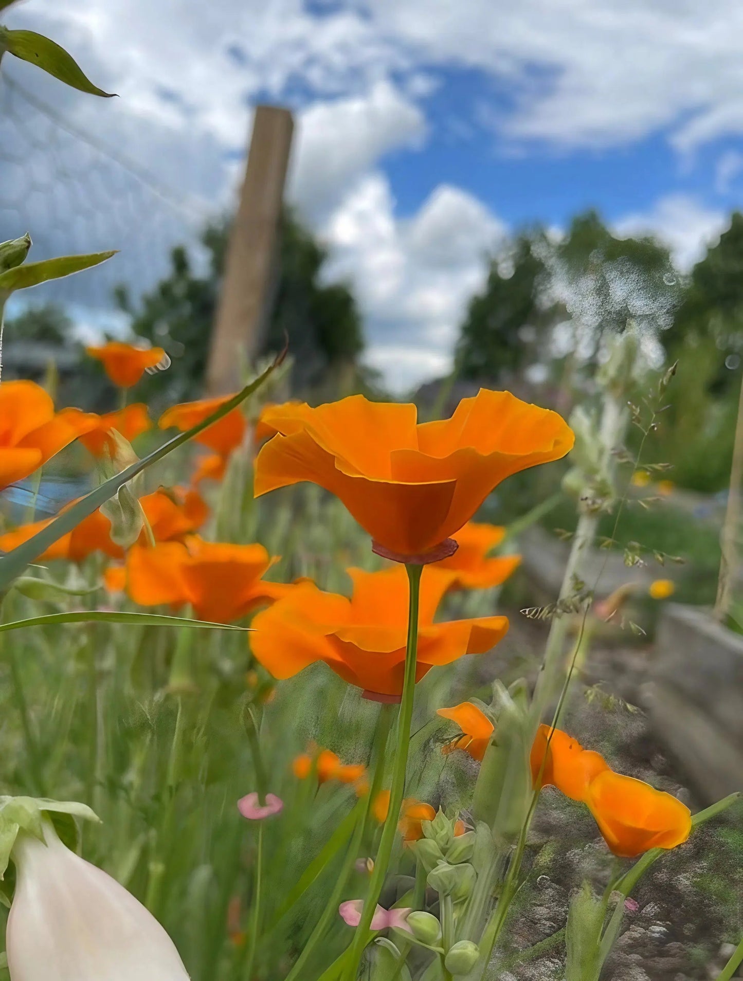 Poppy Californian Golden West