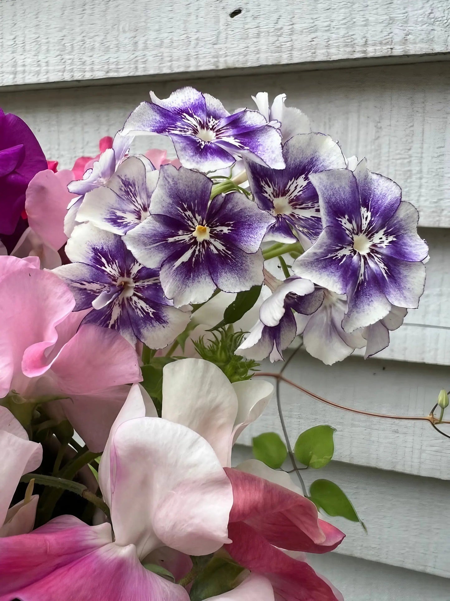 Phlox Sugar Stars