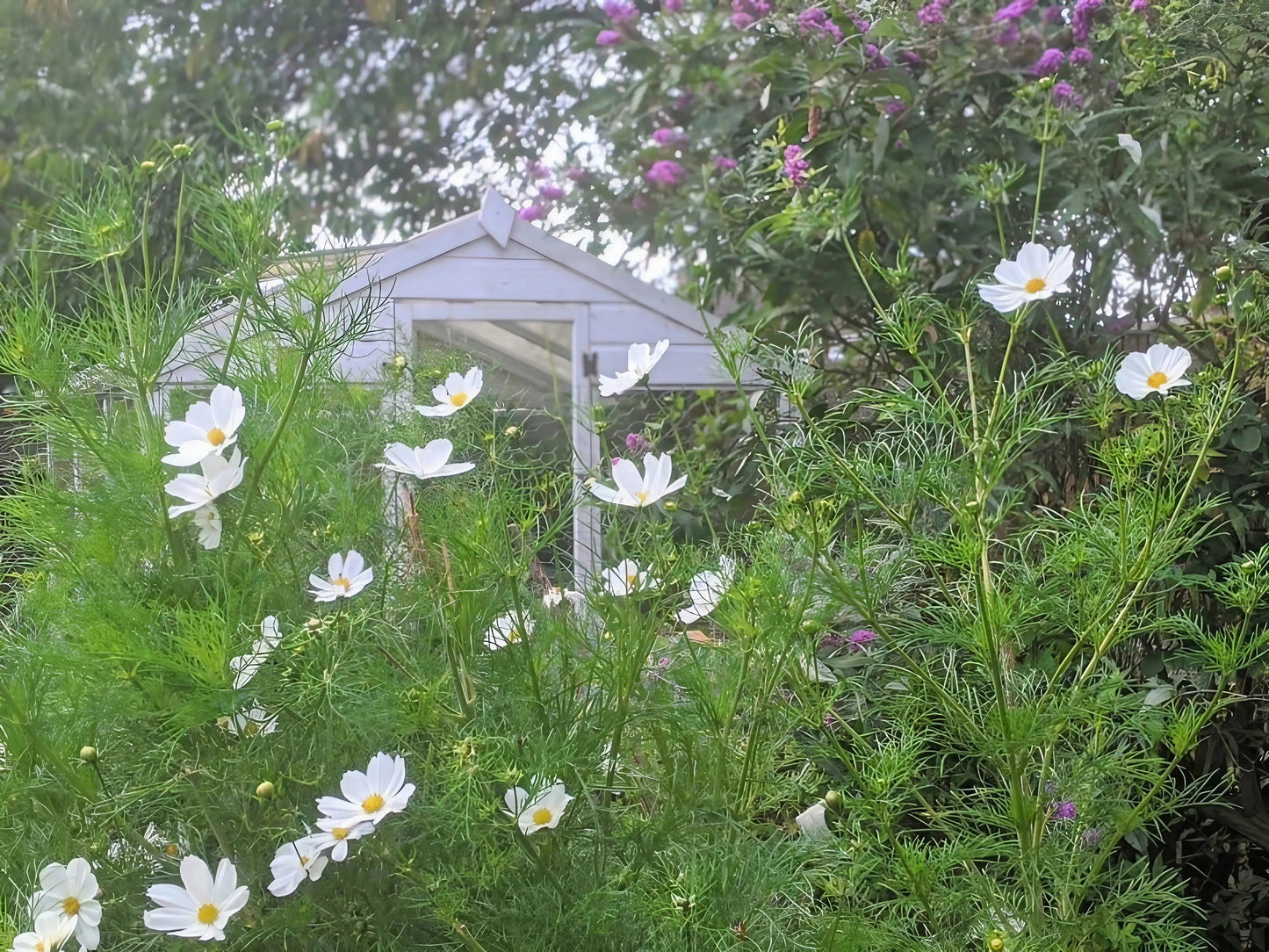 Cosmos Purity