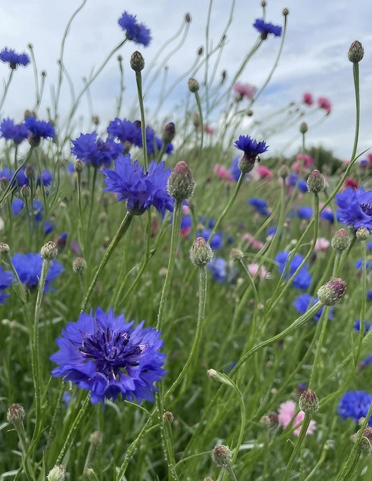 Cornflower Blue Ball