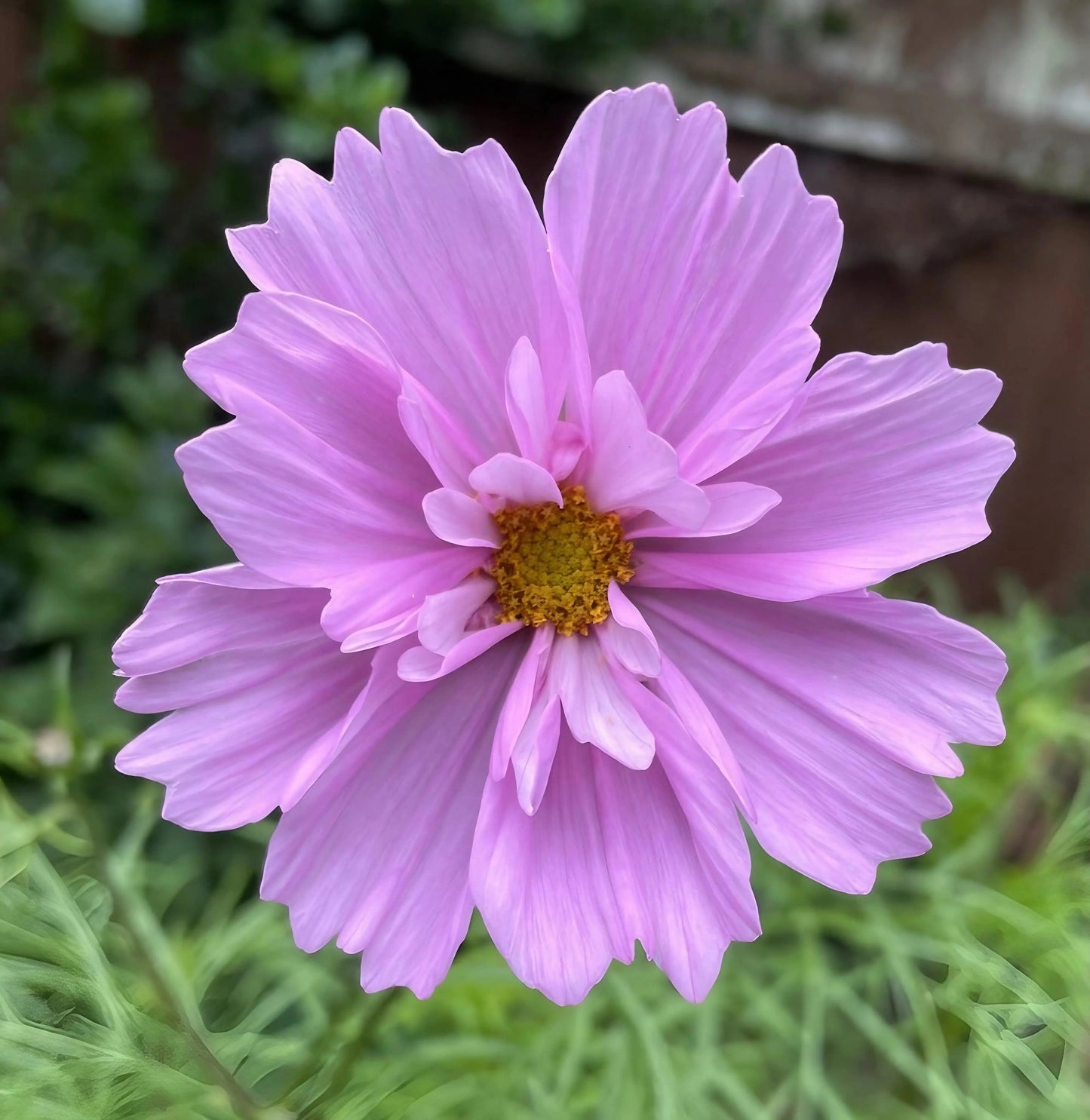 Cosmos Sensation Mixed
