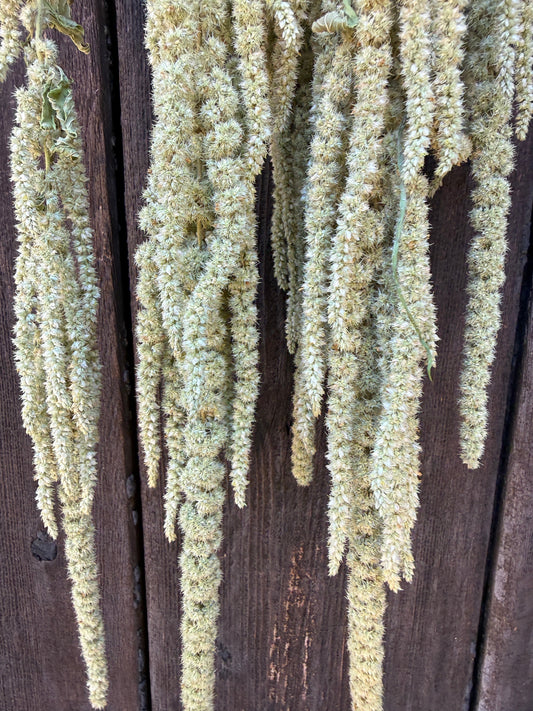 Amaranthus Dried | Green Cascading Norfolk Grown