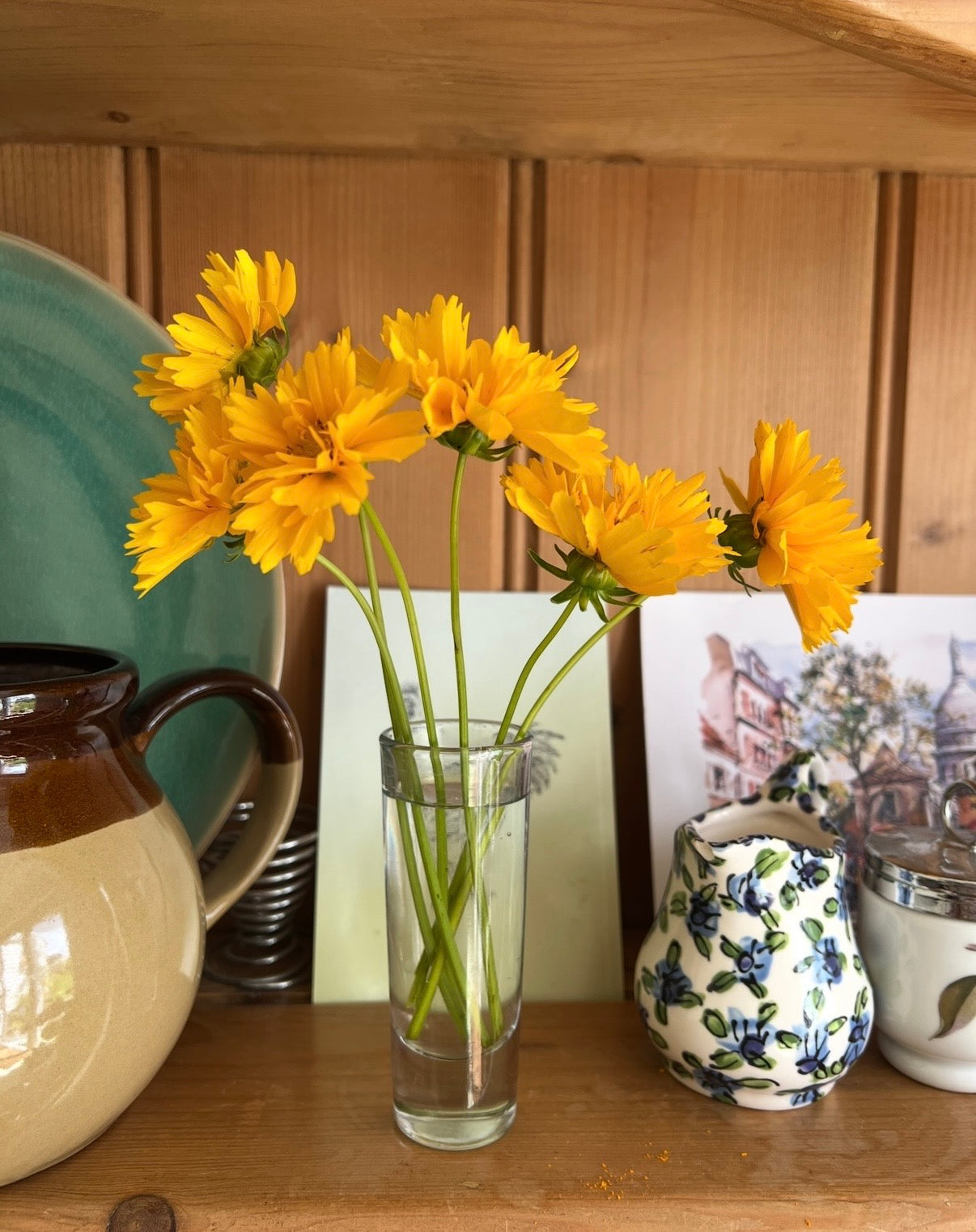 Coreopsis Early Sunrise