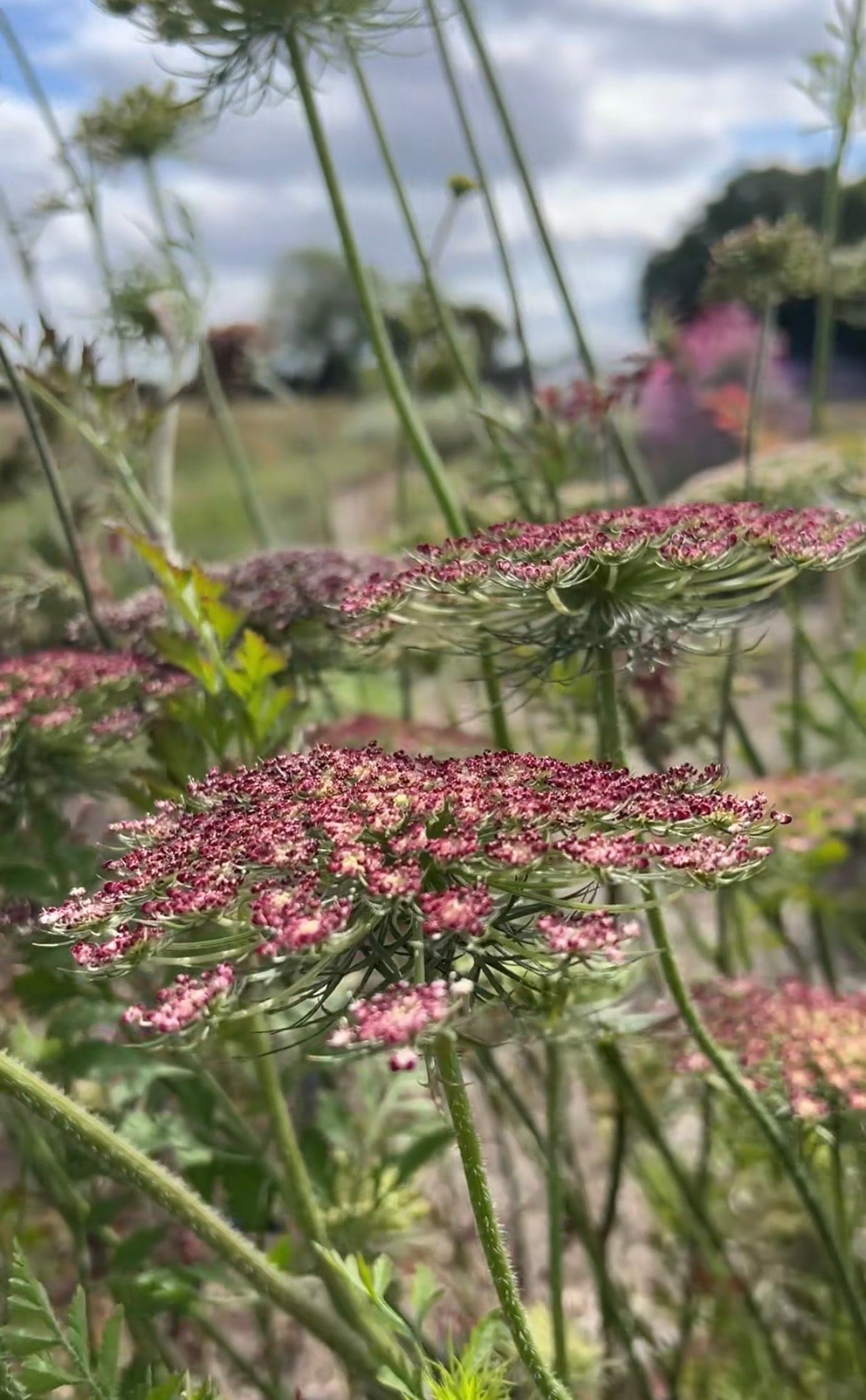 Daucus Carota Dara
