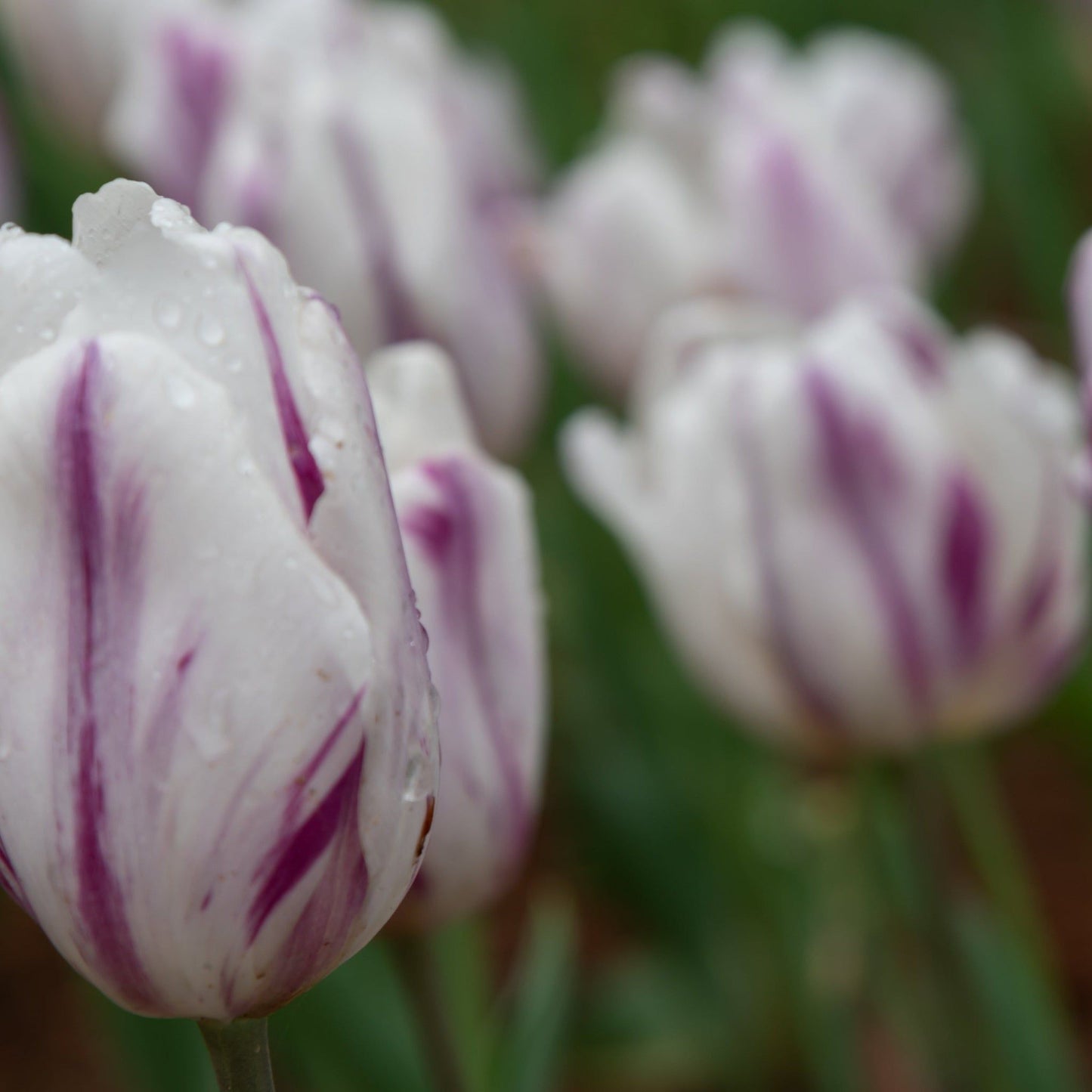 Tulip 'Flaming Flag' (6 Bulbs)