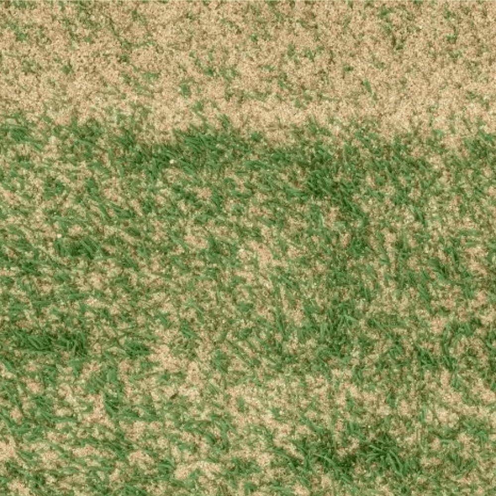 Lawn Dressing Sand for lawns and over-seeding