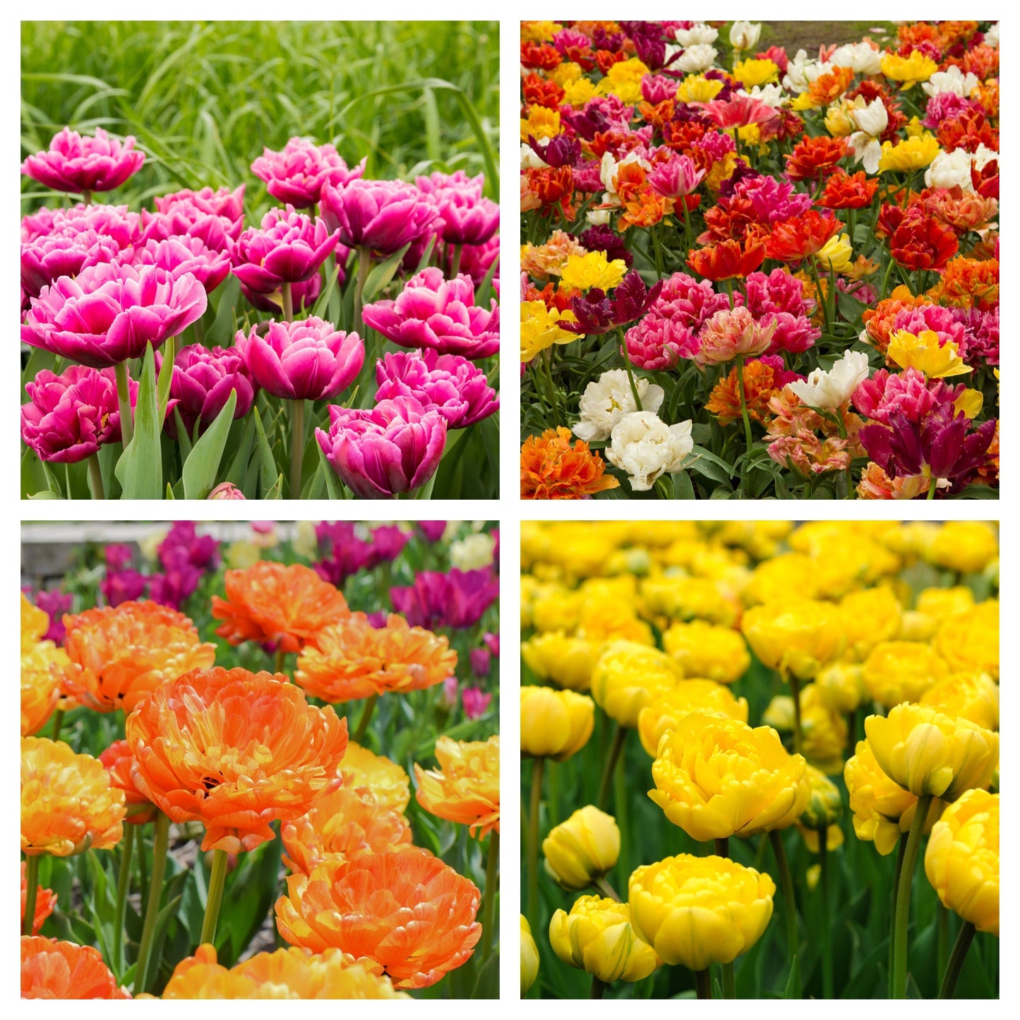 Tulip Double Mixed (16 Bulbs)