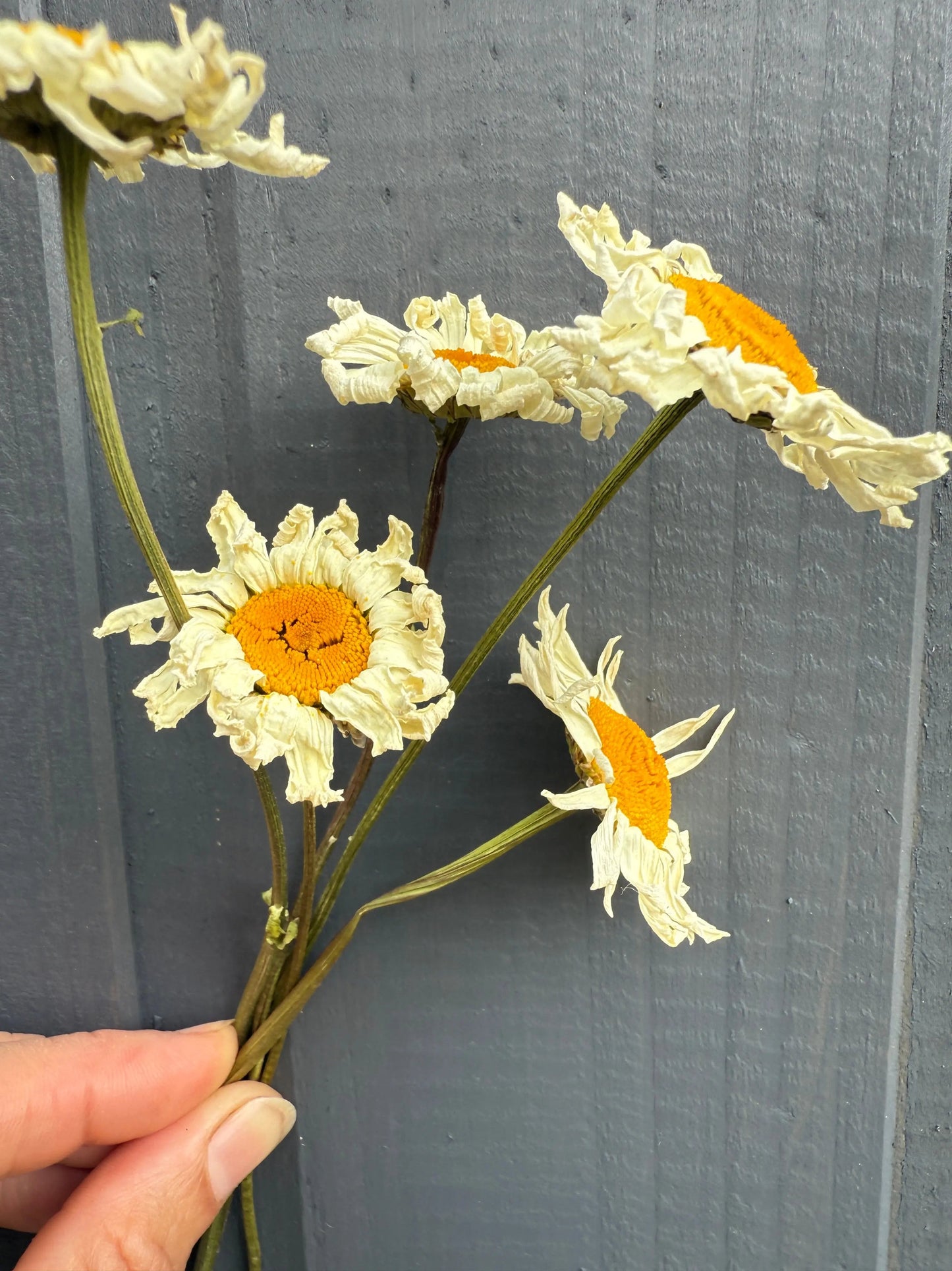 Oxeye Daisies Dried