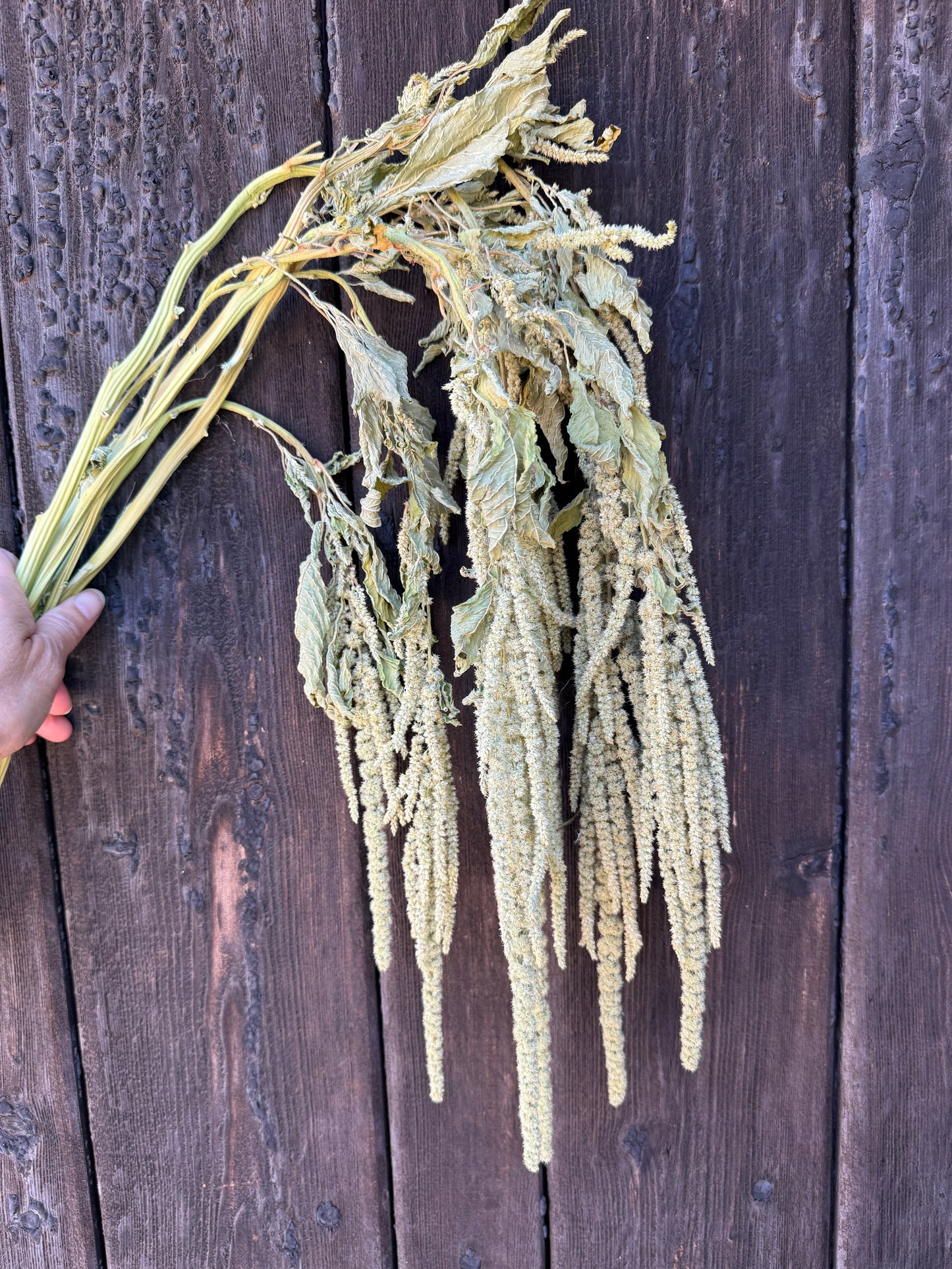Amaranthus Dried | Green Cascading Norfolk Grown