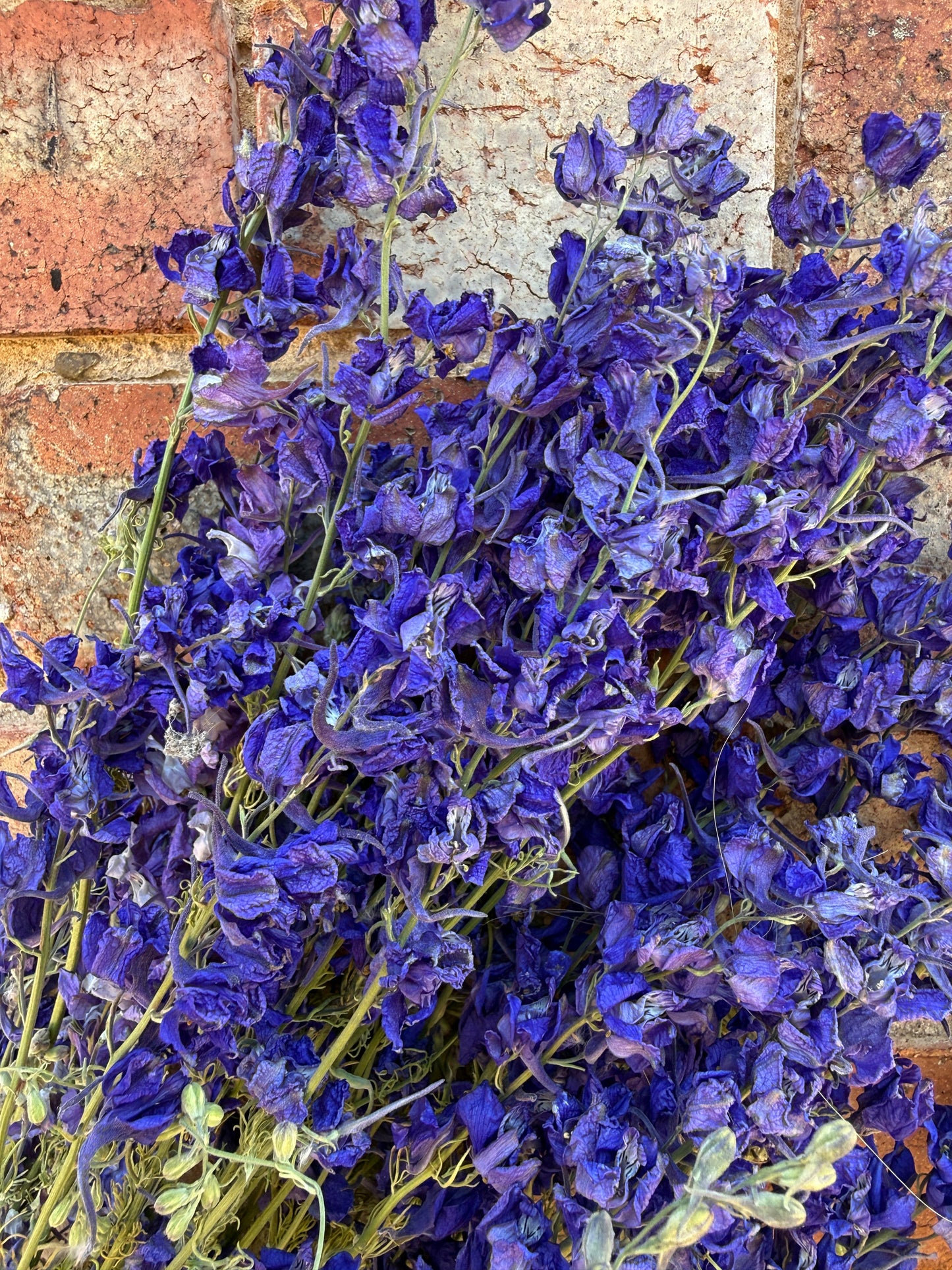 Larkspur Dried | Purple or Mixed | Norfolk Cottage