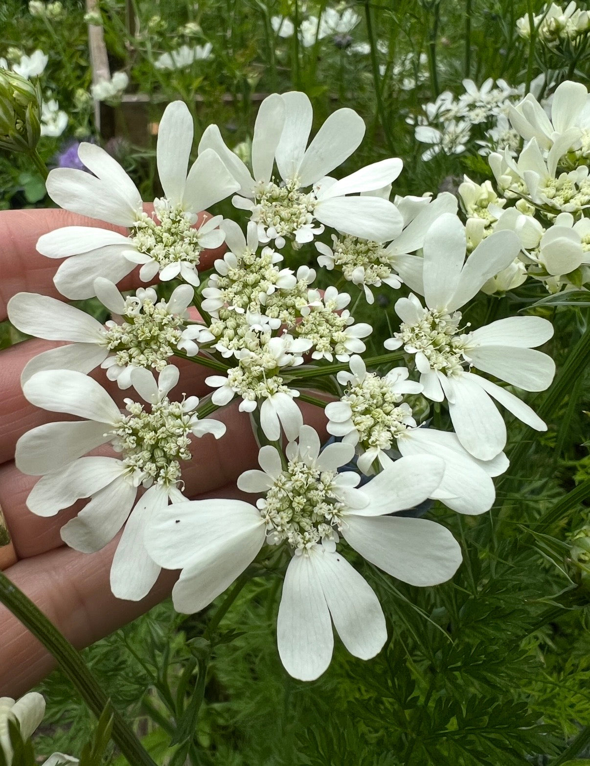 Orlaya Grandiflora