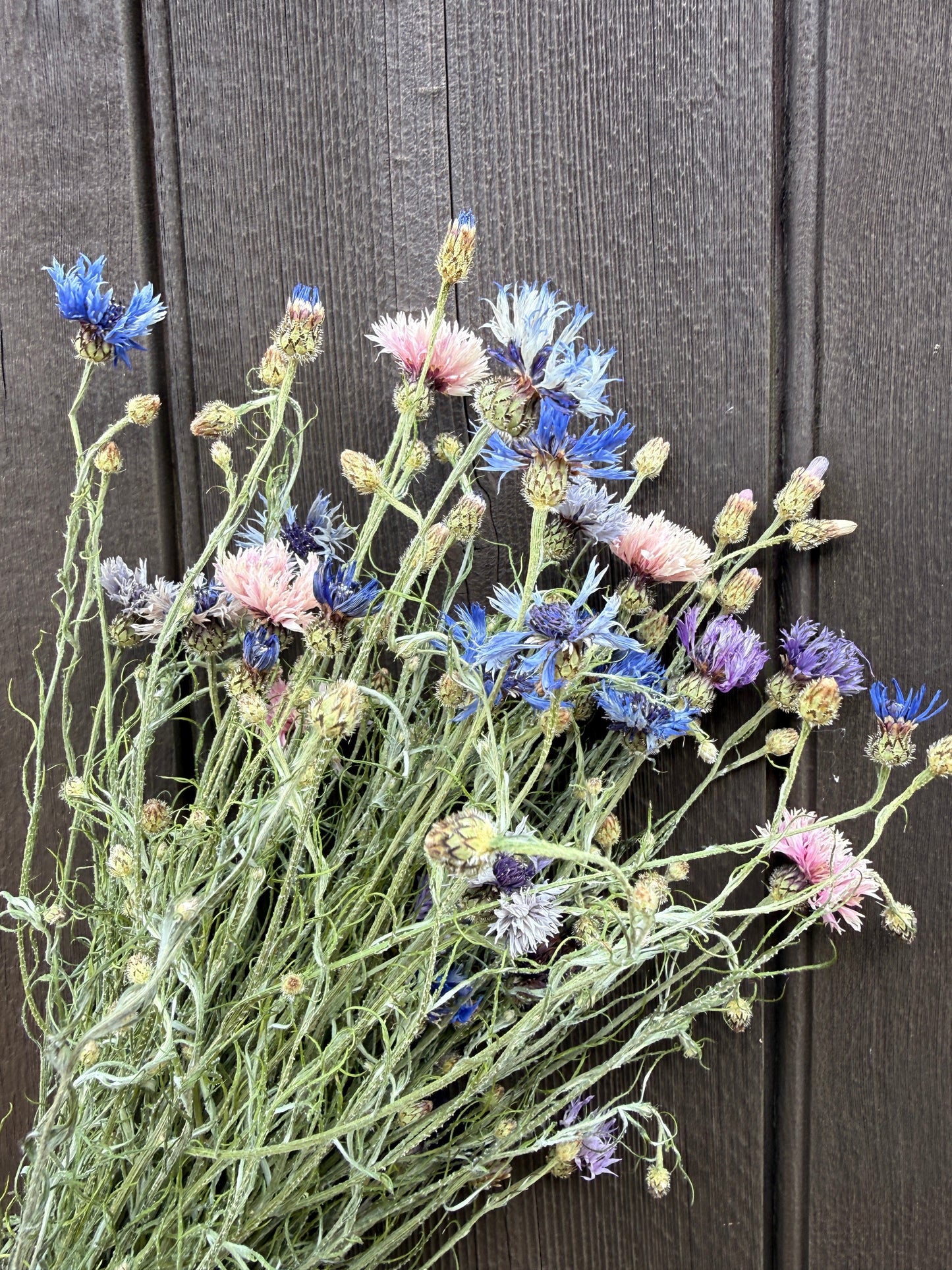 Cornflower Dried Flowers | Norfolk Meadow Bunch