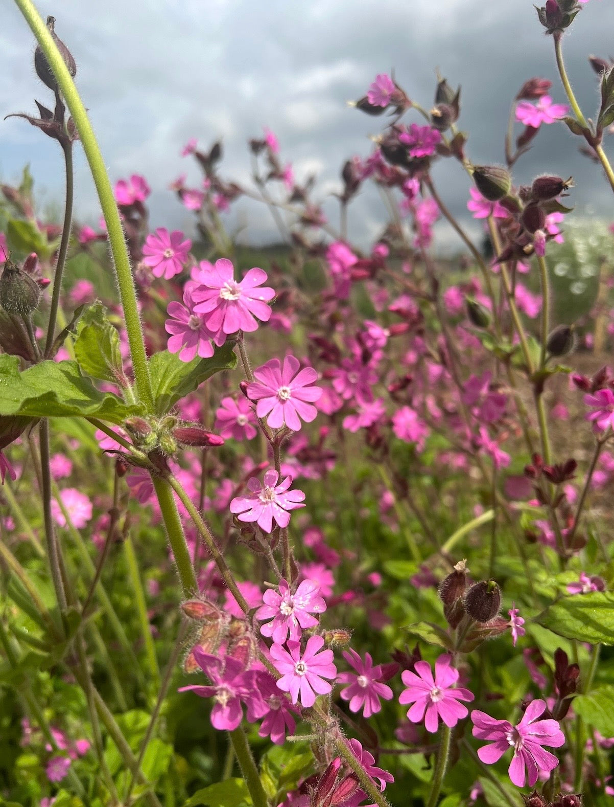 Red Campion