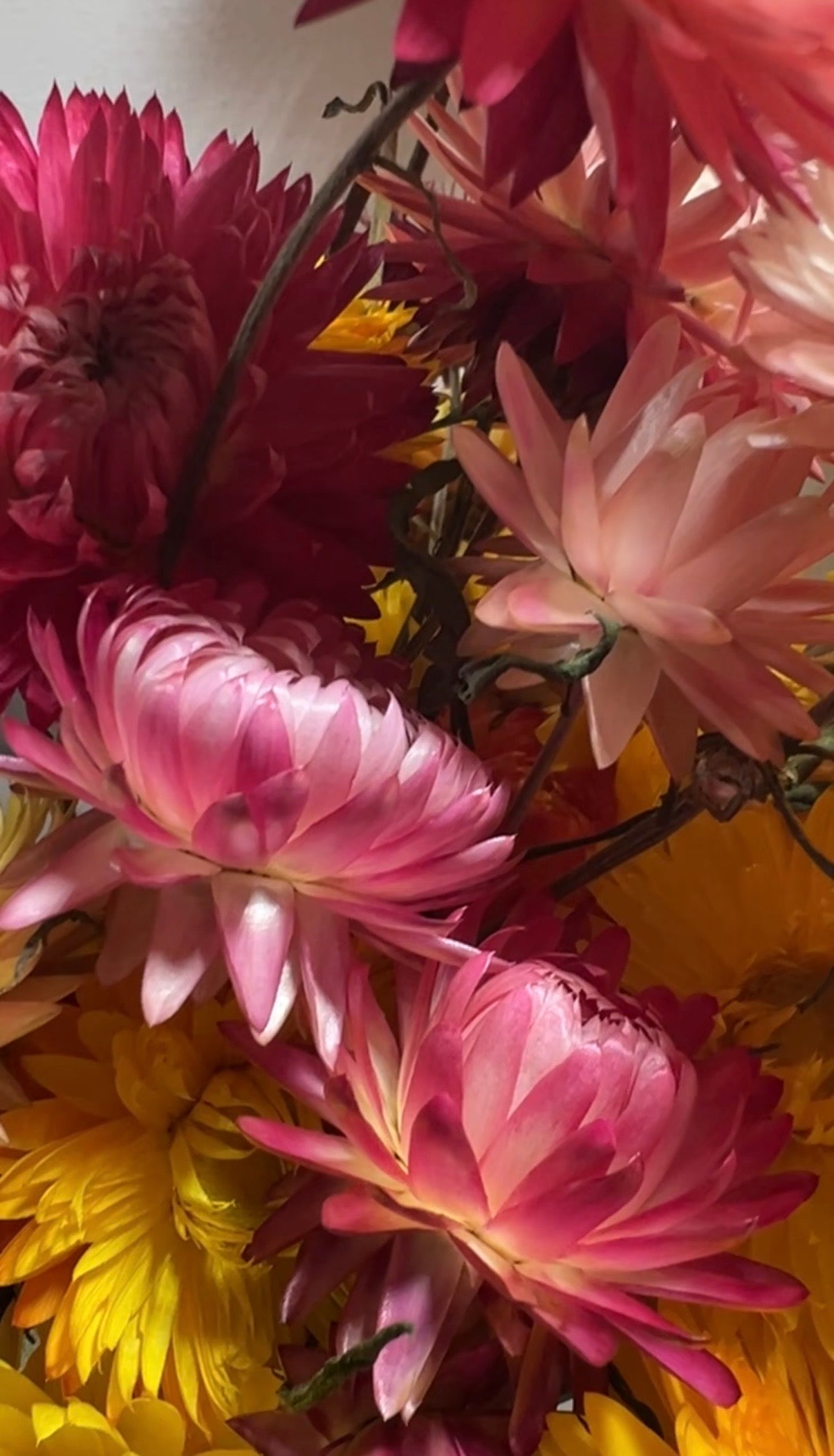Strawflower Helichrysum Swiss Giant Mix