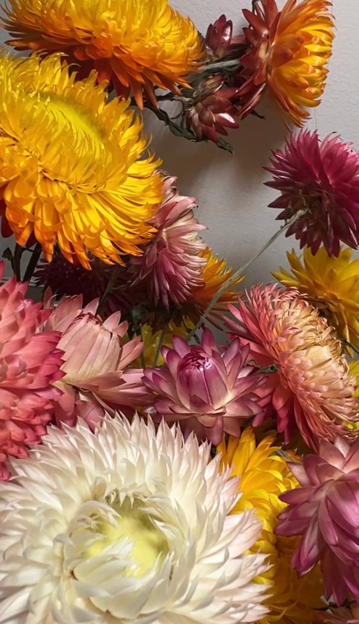Strawflower Helichrysum Swiss Giant Mix