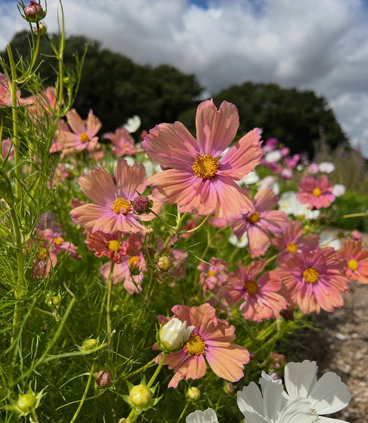 Cosmos Apricotta